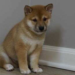 Shiba Inu Puppies from Veronika's Shiba Inus