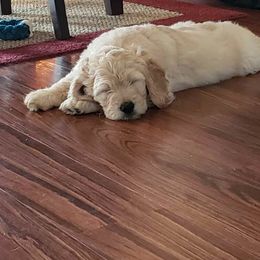 Goldendoodle Puppies from Doodlebloom Farm