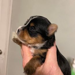 Boy 3 - Yorkshire Terrier puppy in East Moline, Illinois from Lincolnwood Yorkies