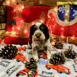 BB4 - Tri-Roan male English Springer Spaniel puppy in Britton, South Dakota from K&S Canines