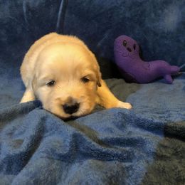 Girl 2 - Golden Retriever puppy in Lexington, Kentucky from ShimGold Golden Retrievers