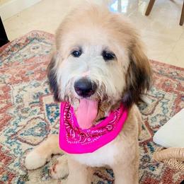 Nola - Bernedoodle