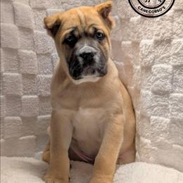 Light Green - Fawn male Cane Corso puppy in Schell City, Missouri from Schell Osage Cane Corsos