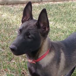 Belgian Malinois and Boston Terrier All Grown Up from SB & Raksha