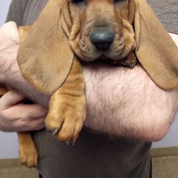 Axel - Brown and white male Basset Hound puppy in Imler, Pennsylvania from Happy Hounds