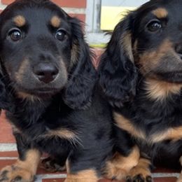 Dachshunds from Down South Doxies