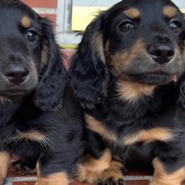 Dachshunds from Down South Doxies