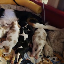 Cavalier King Charles Spaniel puppies from Roselily Cavaliers
