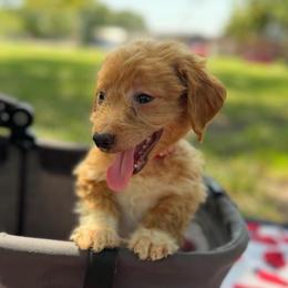 Tiny Tim (Red Collar) - Parti male Goldendoodle puppy in Valley Center, Kansas from The Goldendoodle Gal