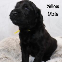Yellow - Black male Goldendoodle puppy in Maryville, Tennessee from Twin City Doodles