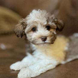 Max - Chocolate male Havanese puppy in Lancaster, South Carolina from 3 Bs Havanese-PUPPIES with  PURPOSE