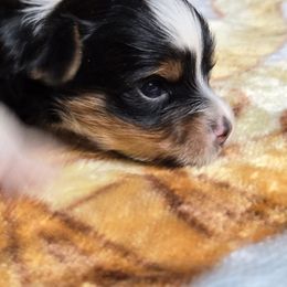 Shane - Parti Yorkshire Terrier puppy in Elon, North Carolina from Parti Yorkies