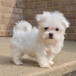 Duey TEACUP - White male Maltese puppy in Monticello, Iowa from Ashley’s Puppies