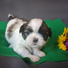Thunder - Black and white male Shih Tzu puppy in Montrose, Colorado from Gnomies Furry Friends