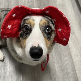 American Corgis and Pembroke Welsh Corgis from Blue Creek Corgis