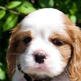 Marley - Blenheim male Cavalier King Charles Spaniel puppy in Sacramento, California from Tamara's Puppies