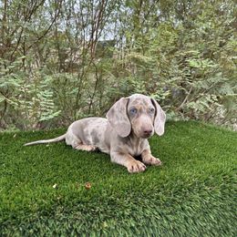 Dachshund and French Bulldog Puppies from AZ Royal Doxies llc