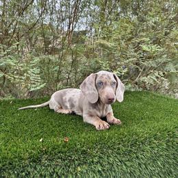 Dachshund and French Bulldog Puppies from AZ Royal Doxies llc