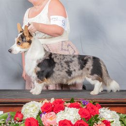 Walter - Cardigan Welsh Corgi
