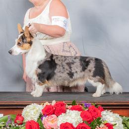 Walter - Cardigan Welsh Corgi