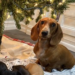Nutmeg - Dachshund