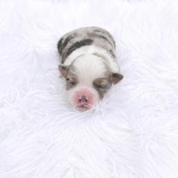 Novalee - Blue merle female Miniature Australian Shepherd puppy in Louisville, Mississippi from Kristy’s Kennels
