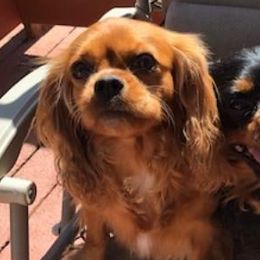 Assorted Doodle Crosses, Cavachons, Cavalier King Charles Spaniels, and Cavapoos from Prairie Puppies