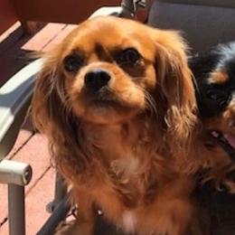 Assorted Doodle Crosses, Cavachons, Cavalier King Charles Spaniels, and Cavapoos from Prairie Puppies