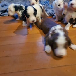 Pomeranian and Sheepadoodle Puppies from Fluffy Wonders Poms and Doodles