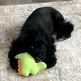 Cocker Spaniel Puppies from Timber Sunrise Cockers
