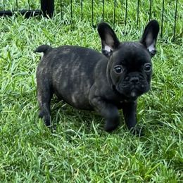 French Bulldog Puppies from Ayala’s