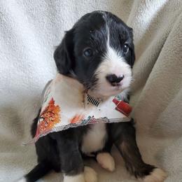Fozzie - Black male Sheepadoodle puppy in Bellevue, Iowa from Fluffy Wonders Poms and Doodles