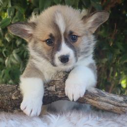 Green collar - Red male Pembroke Welsh Corgi puppy in Caliente, California from Rafter Cross 7
