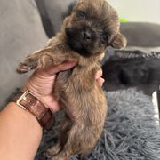 Female KRINGKLE - Brindle female Shorkie puppy in Albemarle, North Carolina from Wilson Kennel