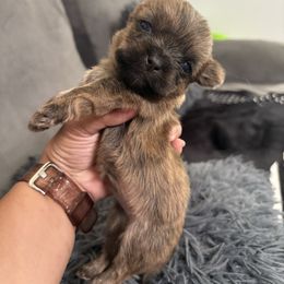 Female KRINGKLE - Brindle female Shorkie puppy in Albemarle, North Carolina from Wilson Kennel