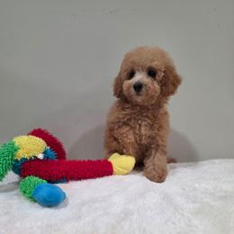 Harmony(AKC) - Apricot female Poodle puppy in Rainbow City, Alabama from Spinks Poodles