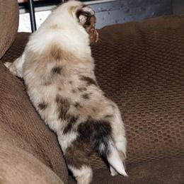 Rottweiler and Shetland Sheepdog Puppies from Mountain High Kennels