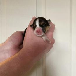 Brenn - Black and tan female Pembroke Welsh Corgi puppy in Grand Junction, Colorado from Mount Garfield Corgis