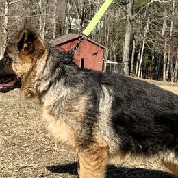 German Shepherds from Vom Teero German Shepherds