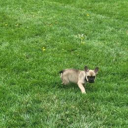 French Bulldog Puppies from Absolute Frenchie Connection