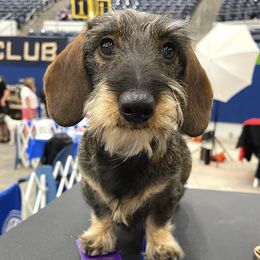 Lenny - Dachshund