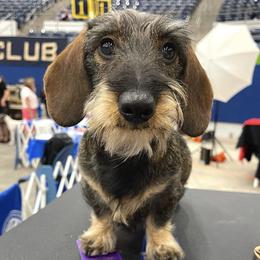 Lenny - Dachshund