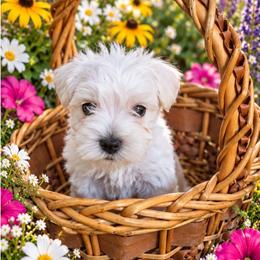 Linguine - White male Miniature Schnauzer puppy in Allison, Iowa from Firefly Stables