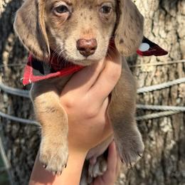 Rusty - Dapple male Dachshund puppy in Mansfield, Missouri from Owens Farm