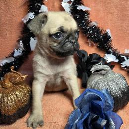 Fawn Boy (blue toe) - Fawn male Pug puppy in Tulsa, Oklahoma from Locust Creek Pugs