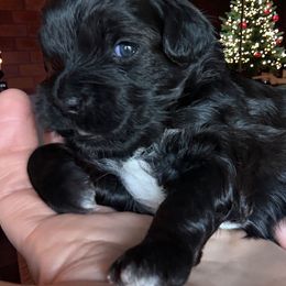 Prancer - Black and white male Cavapoo puppy in Tucson, Arizona from Adored Poodle & Doodles