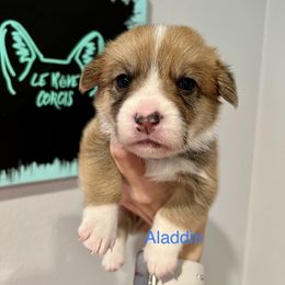 Boy 3 - Sable Pembroke Welsh Corgi puppy in Fallbrook, California from Le Rêve Corgis