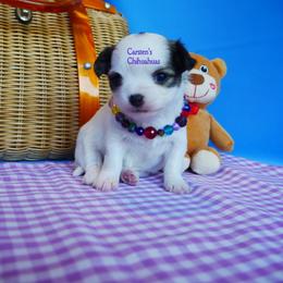 Sunny - Black and white female Chihuahua puppy in Bois D Arc, Missouri from Carsten's Chihuahuas