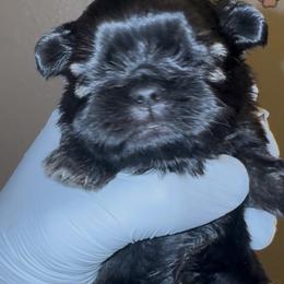 Joey - Gold male Shih Tzu puppy in Madera Acres, California from California Shih Tzu’s