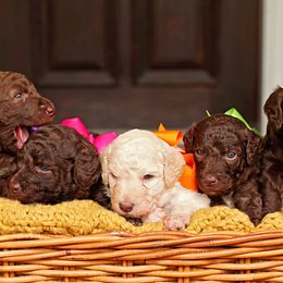 Australian Labradoodle, Bernedoodle, and Goldendoodle Puppies from Golden Fields Doodles